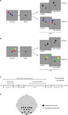 Modulation of Peak Alpha Frequency Oscillations During Working Memory Is Greater in Females Than Males